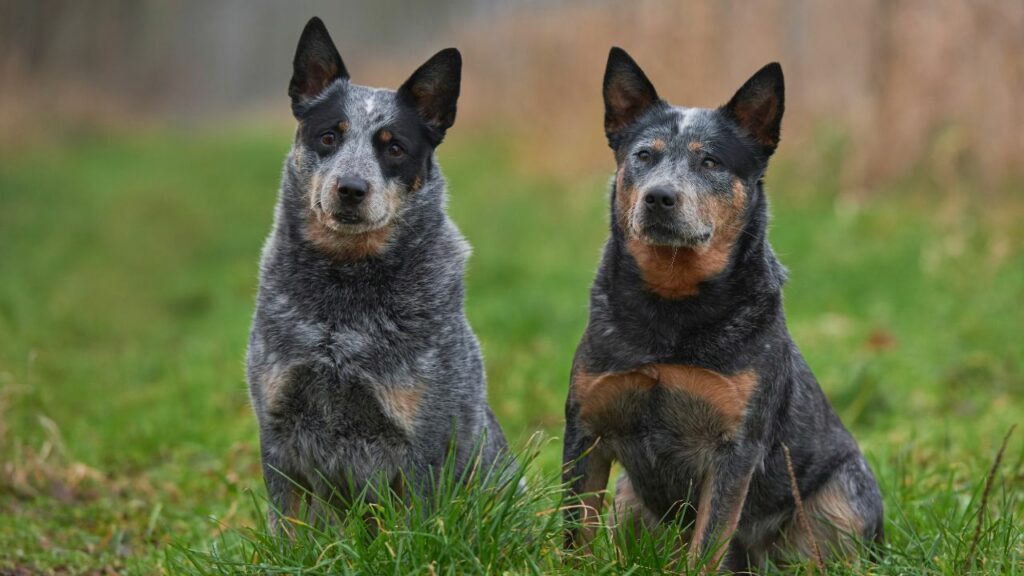 australian cattle dog lifespan