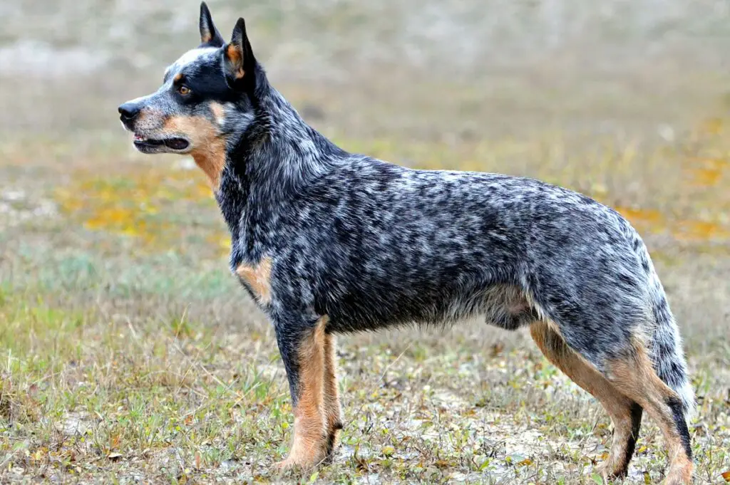 badass dog breeds
