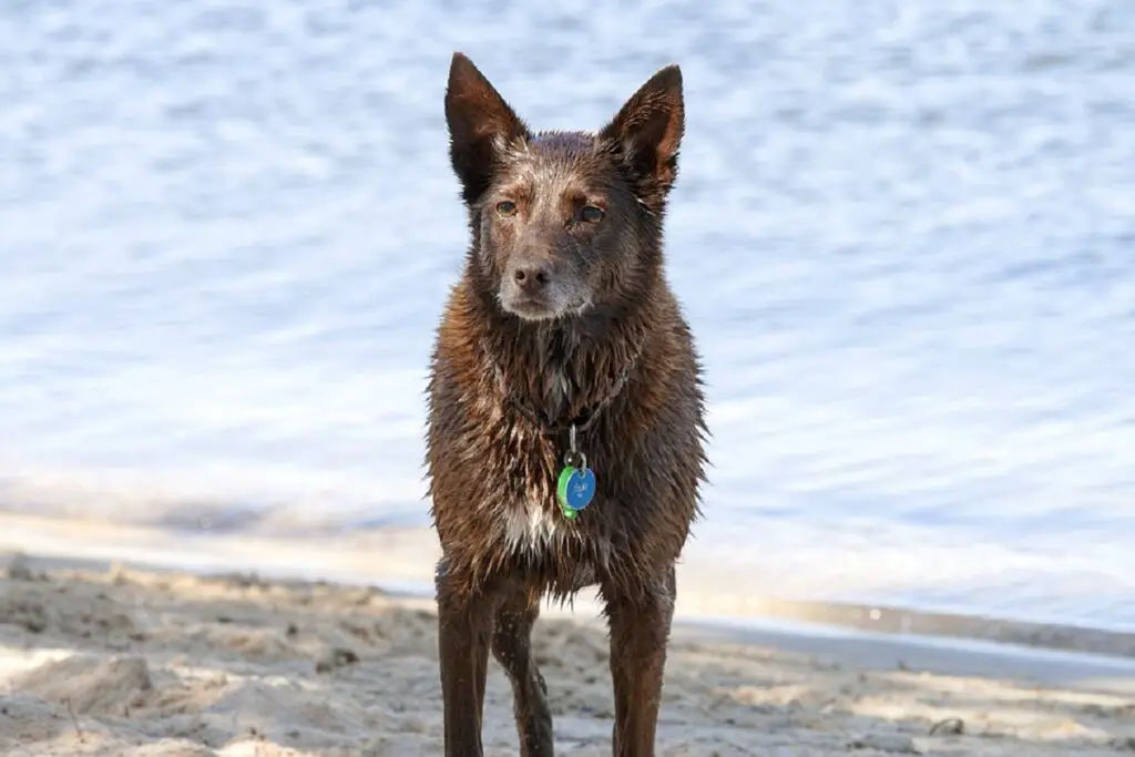 dogs that keep coyotes away
