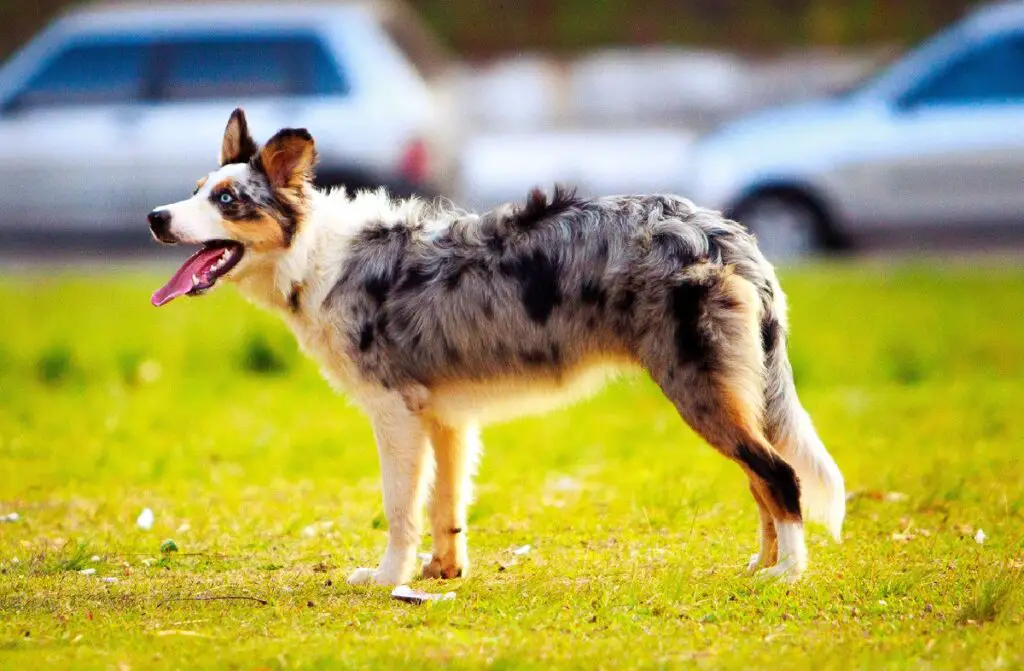 active dog breeds