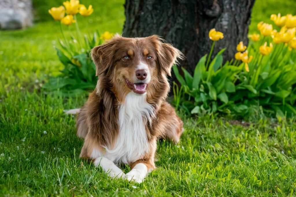 australian shepherd size