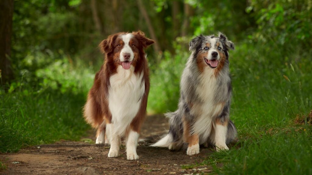 best medium-sized dog for hiking