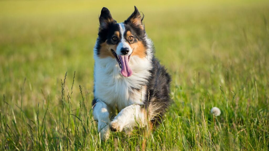 shepherding dog
