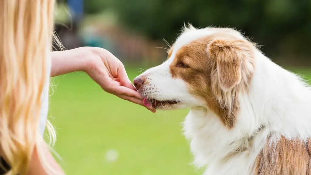 australian shepherd dog
