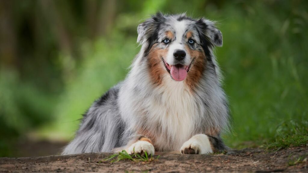 Guard Dogs for Farms in the United States