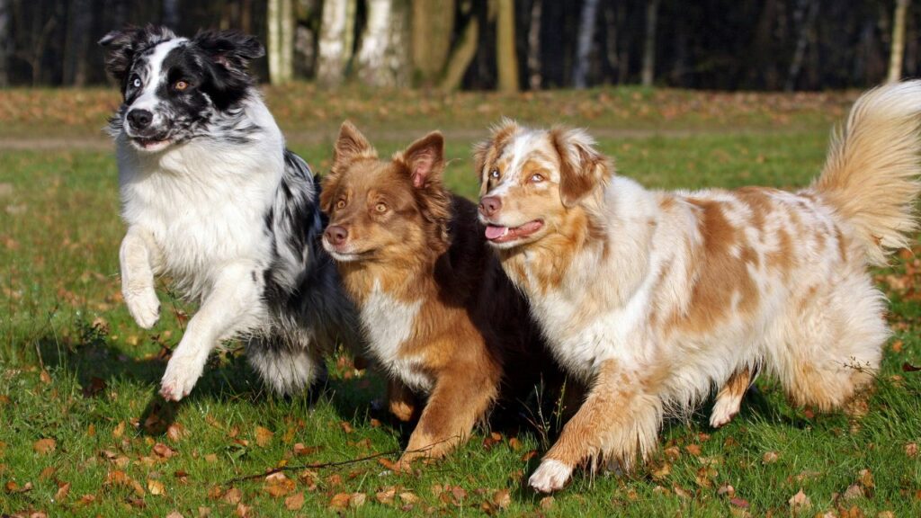 10 Most Playful Dog Breeds to Keep You Active