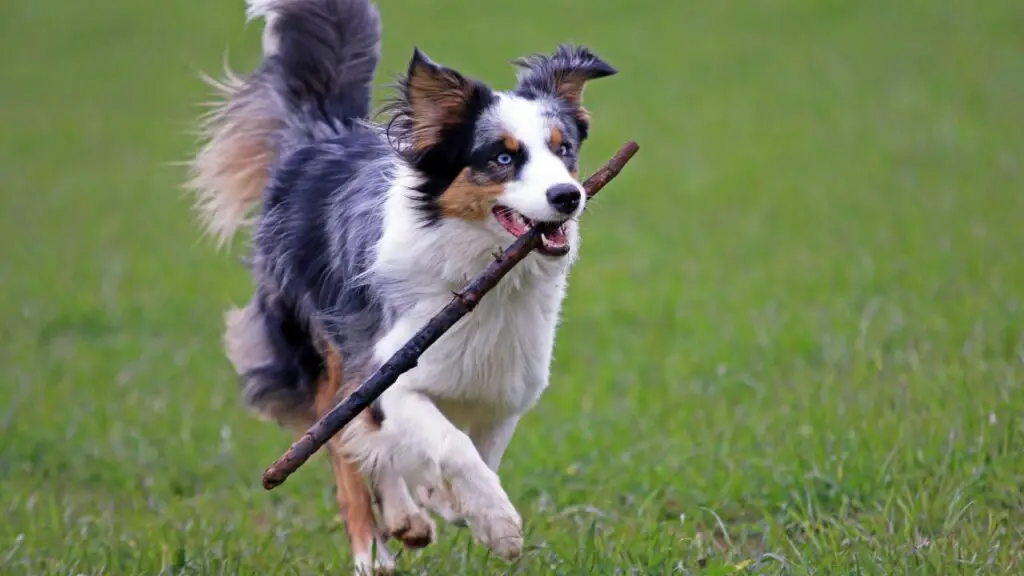 10 reasons not to get an australian shepherd
