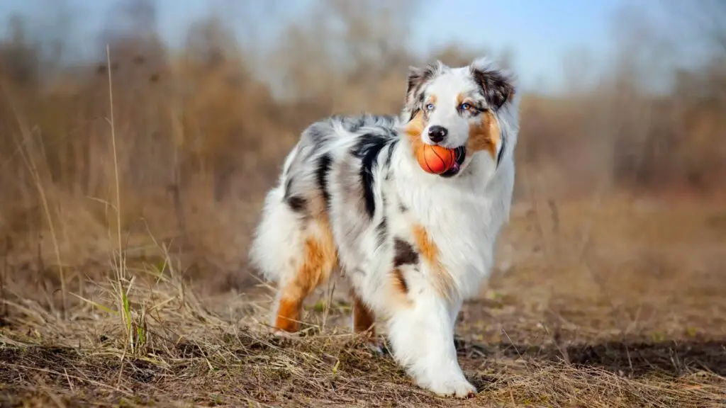 Is Australian Shepherd right for you