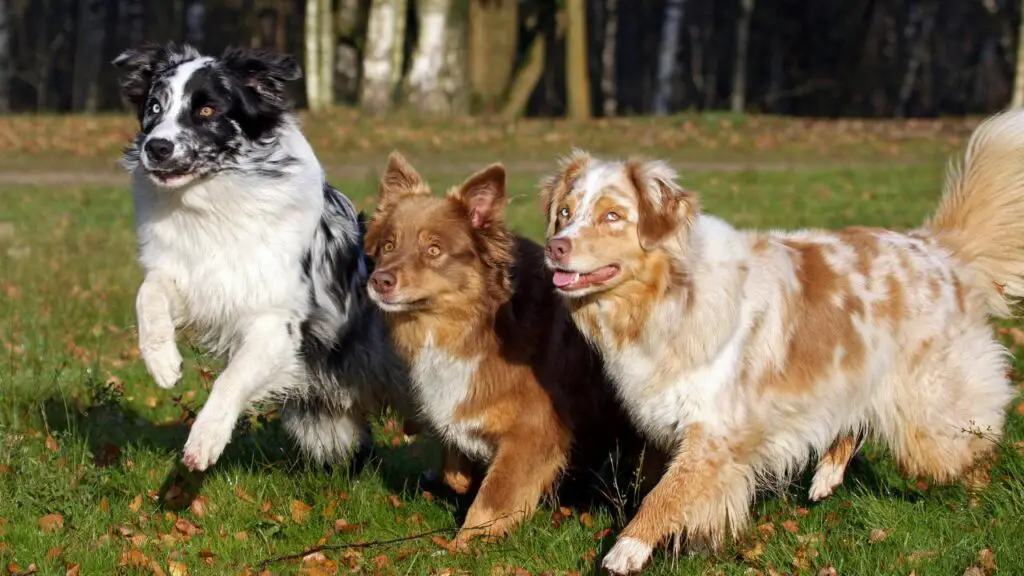 pros and cons of australian shepherd
