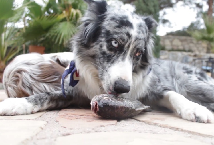 australian shepherd dog