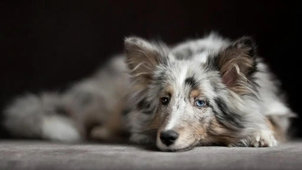 why you shouldn't get an australian shepherd
