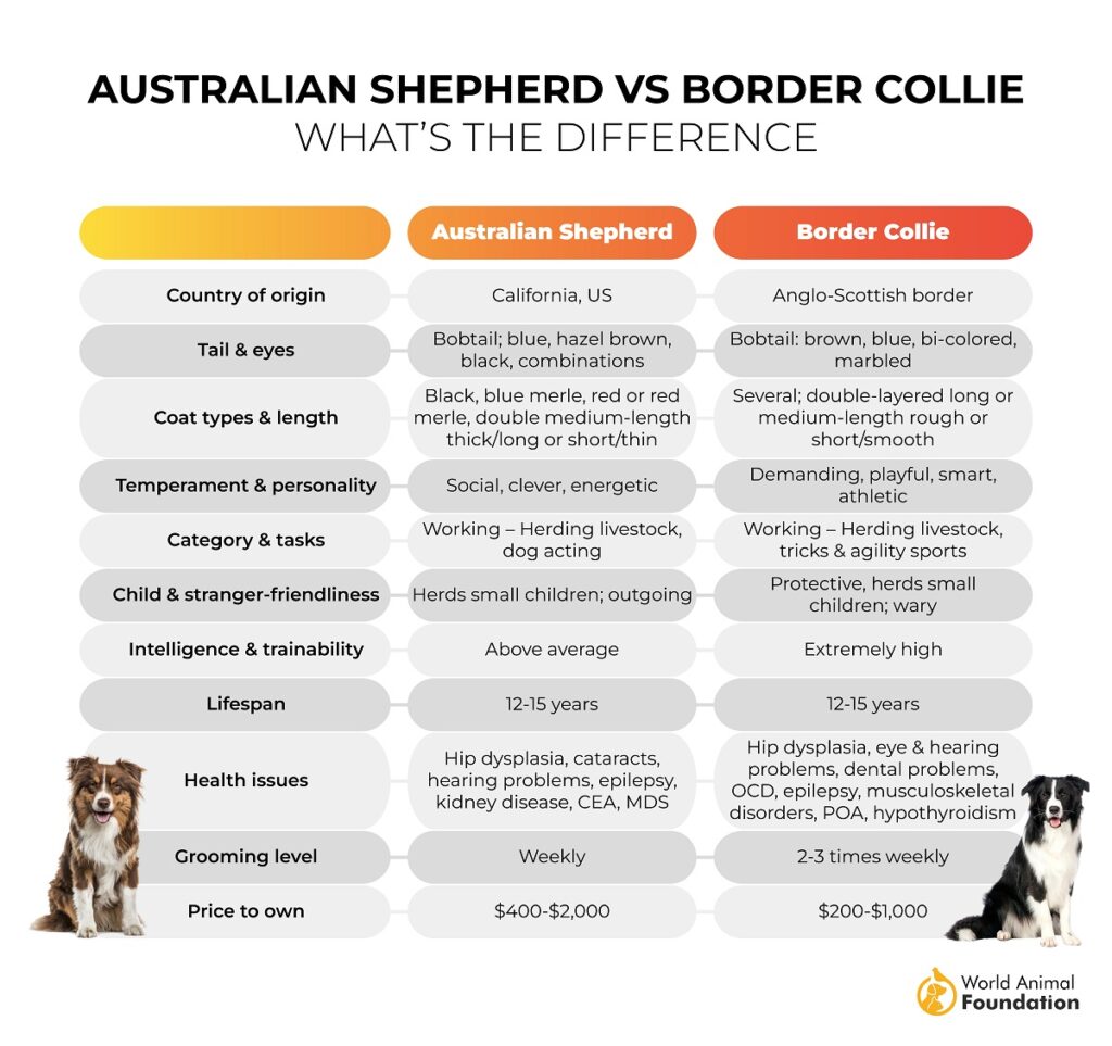 Australian Shepherd vs. Border Collie