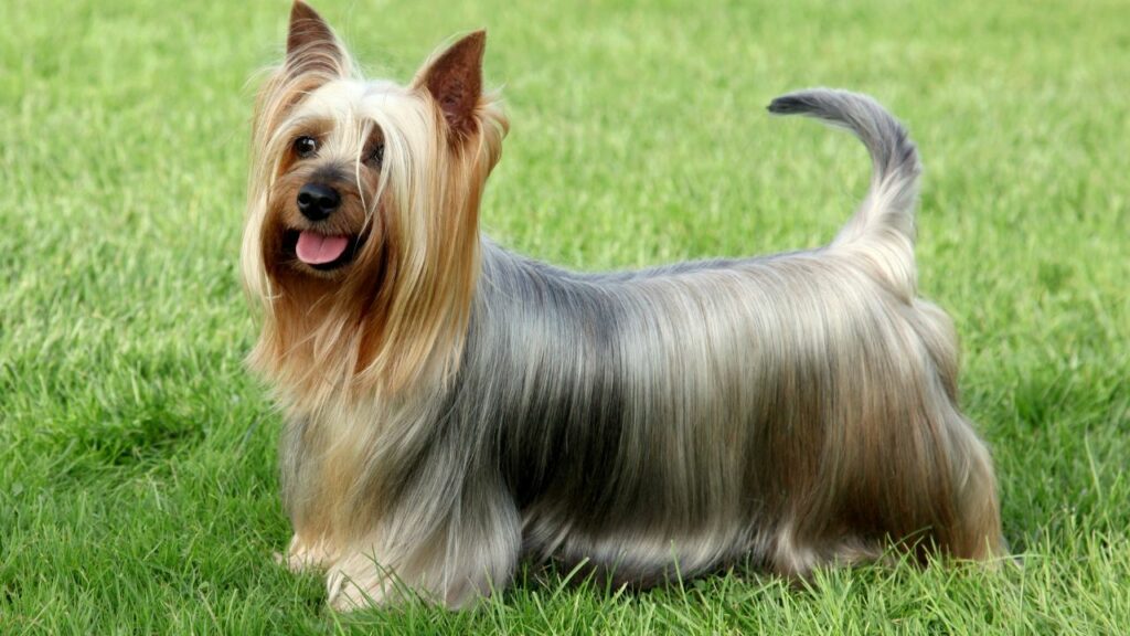 dog breeds that pounce
