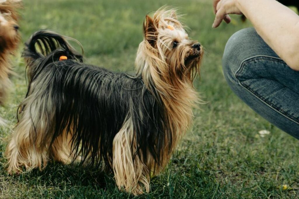 healthiest toy dog breeds
