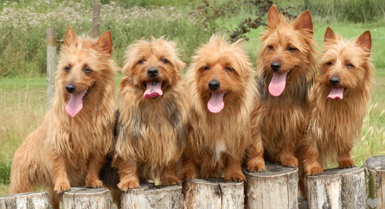 aussie terrier mix