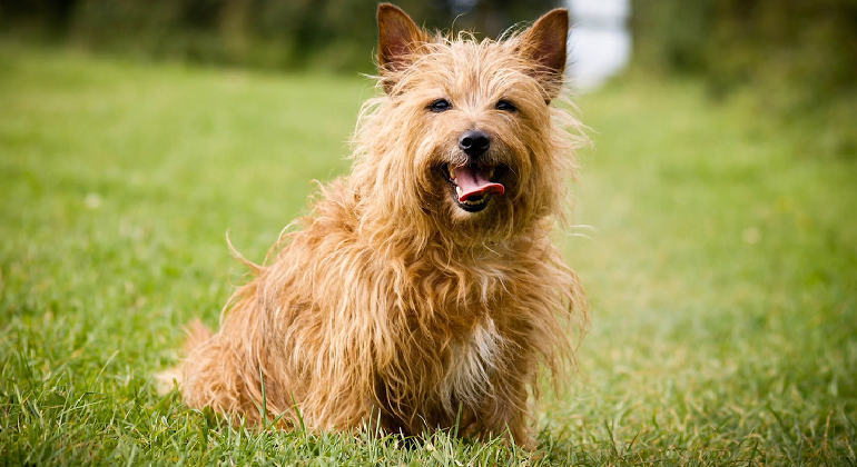 australian terrier puppies