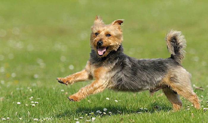 austrailian terrier rescue