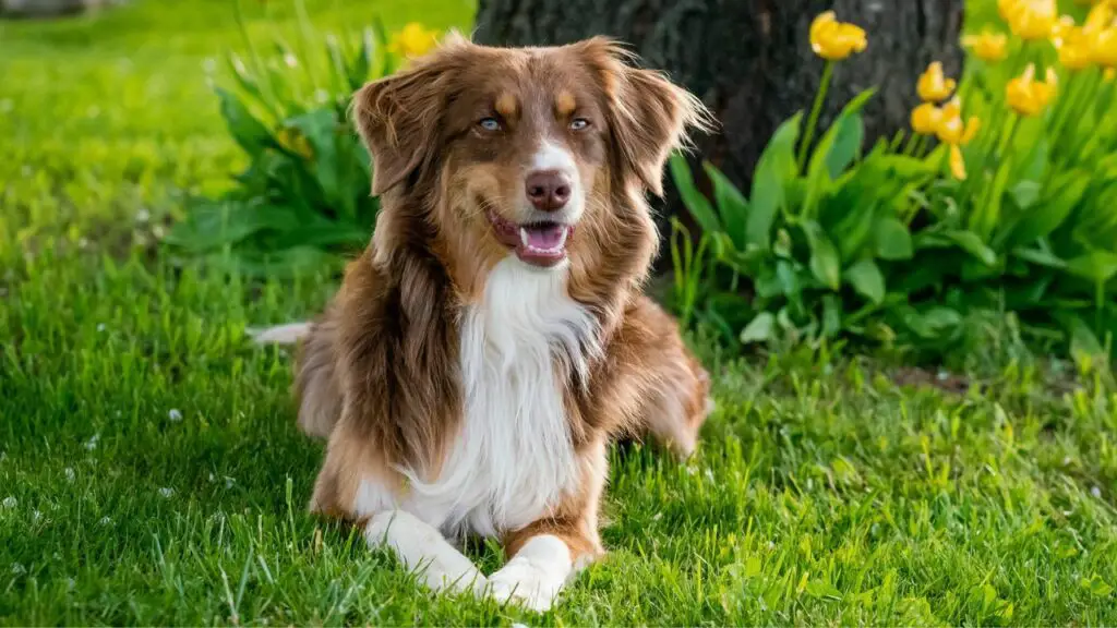 Guard Dogs for Homes With Multiple Pets