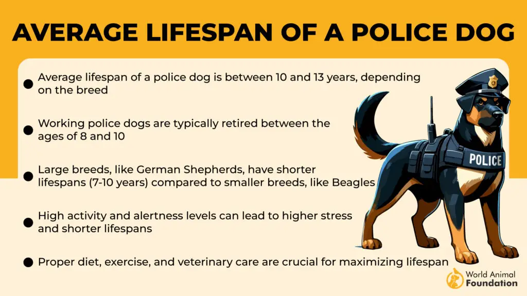 Average Lifespan of a Police Dog