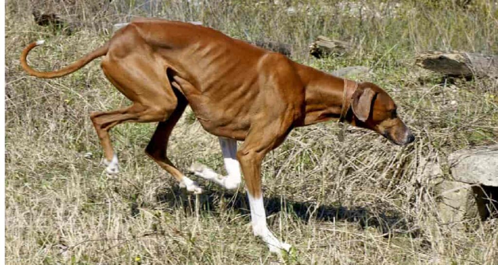 skinny dogs breeds