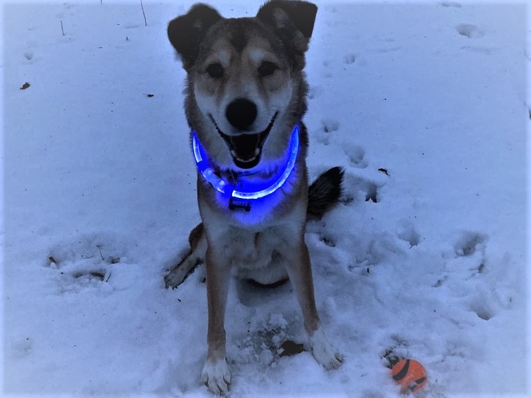 best led dog collars