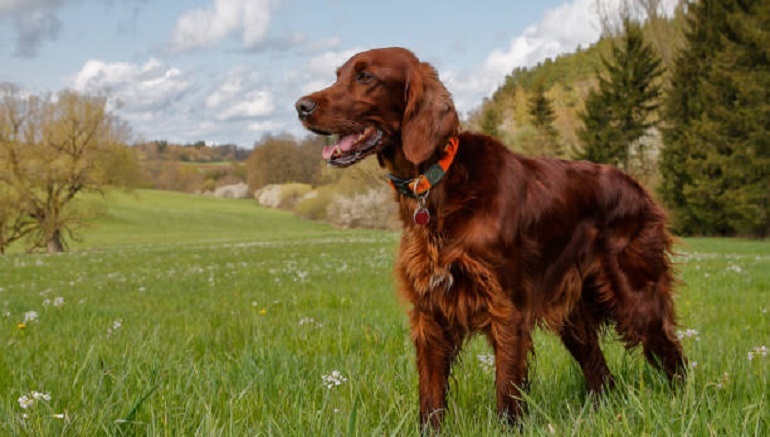 irish setter short hair
