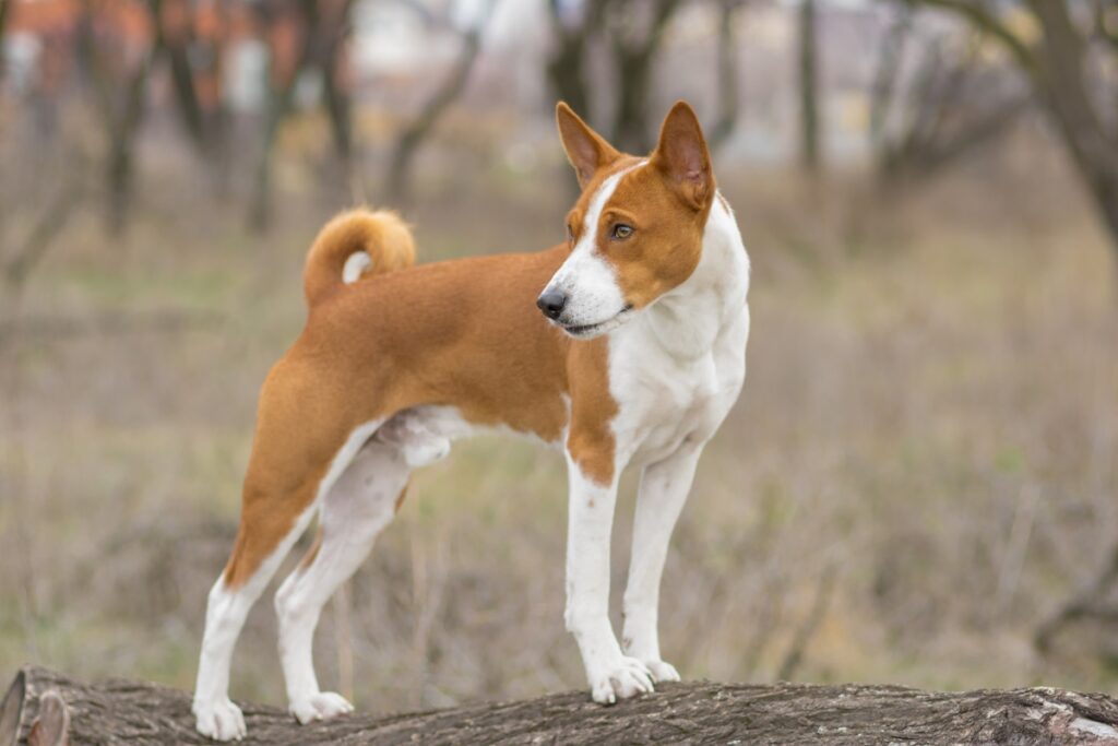 Basenji dog