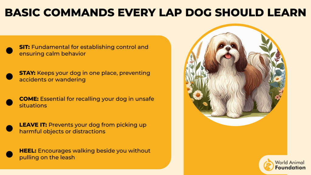 Basic Commands Every Lap Dog Should Learn