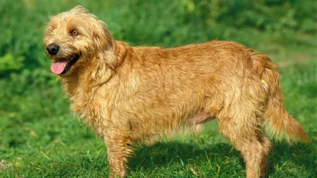 Basset Fauve de Bretagne