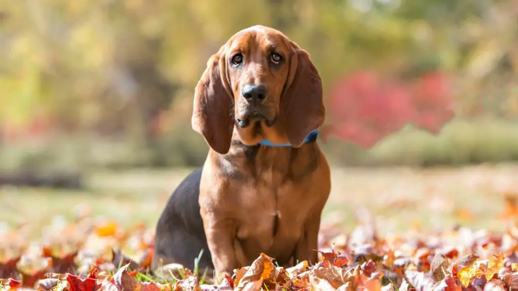 stinkiest dog breeds