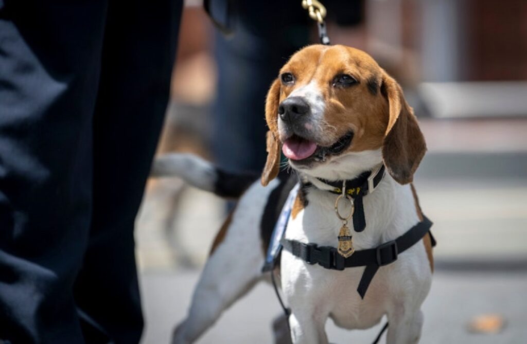 police dog representative species
