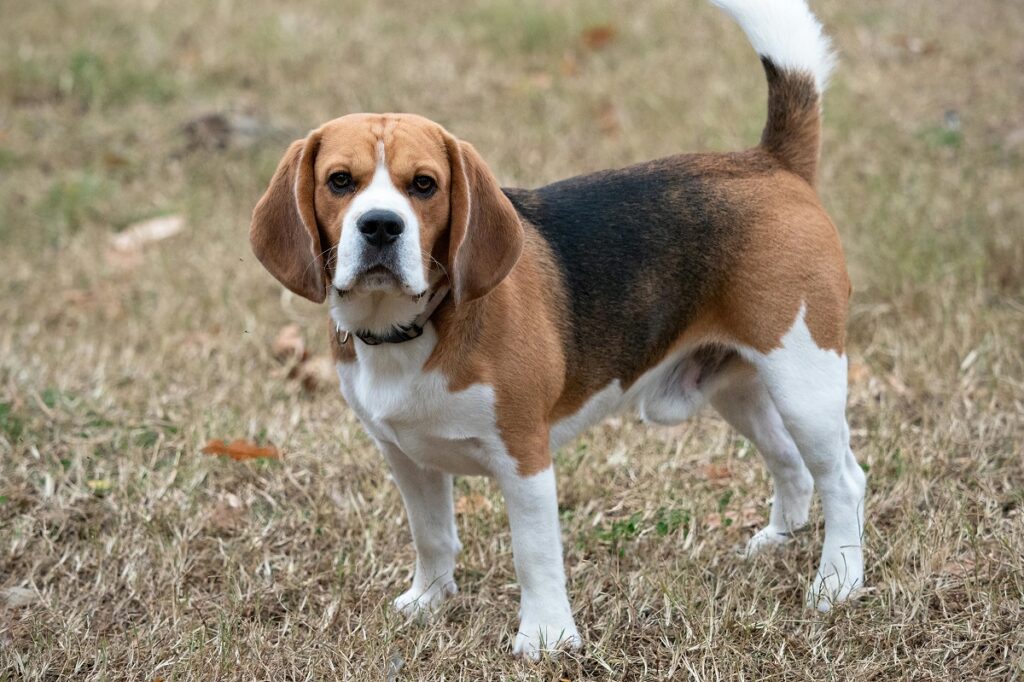 dog with big floppy ears
