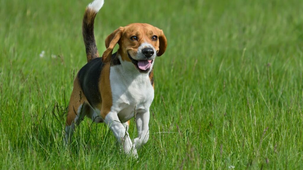 healthiest longest living dog breeds