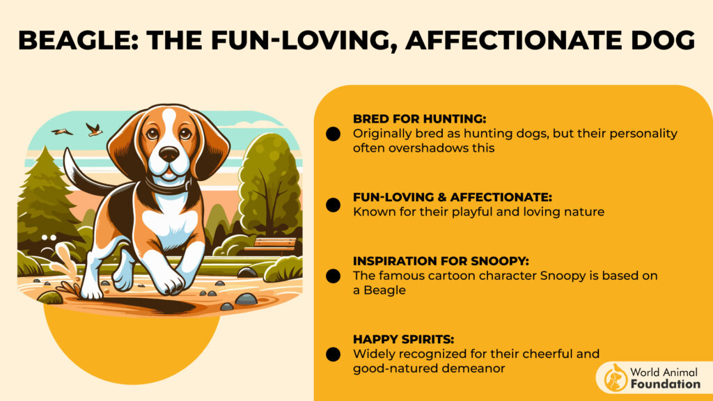 Beagle The Fun-Loving, Affectionate Dog