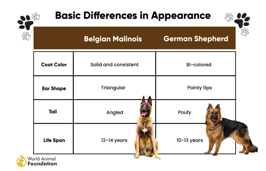 Difference Between Belgian Malinois and German Shepherd 