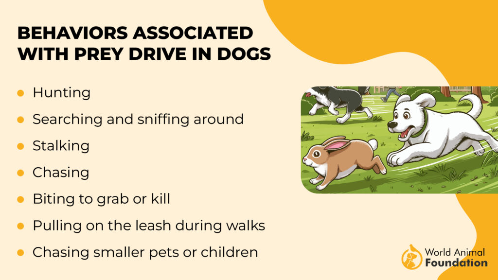 Behaviors Associated with Prey Drive in Dogs