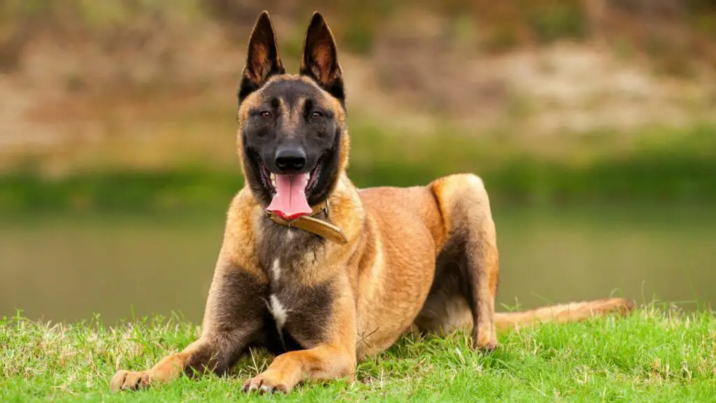 modern malinois
