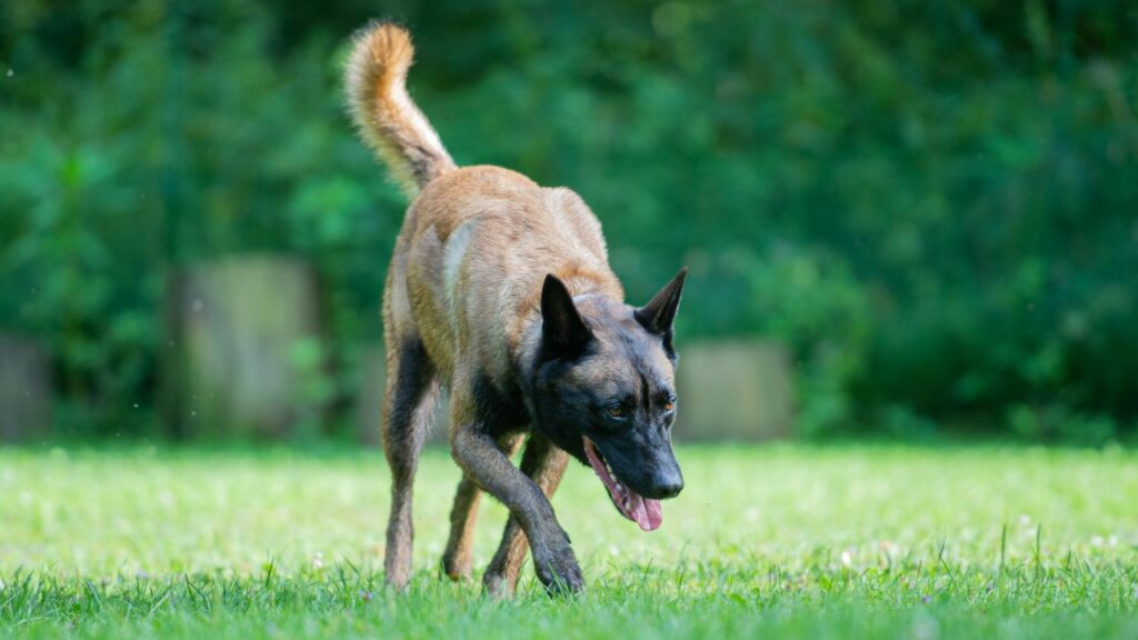 best sniffing dogs
