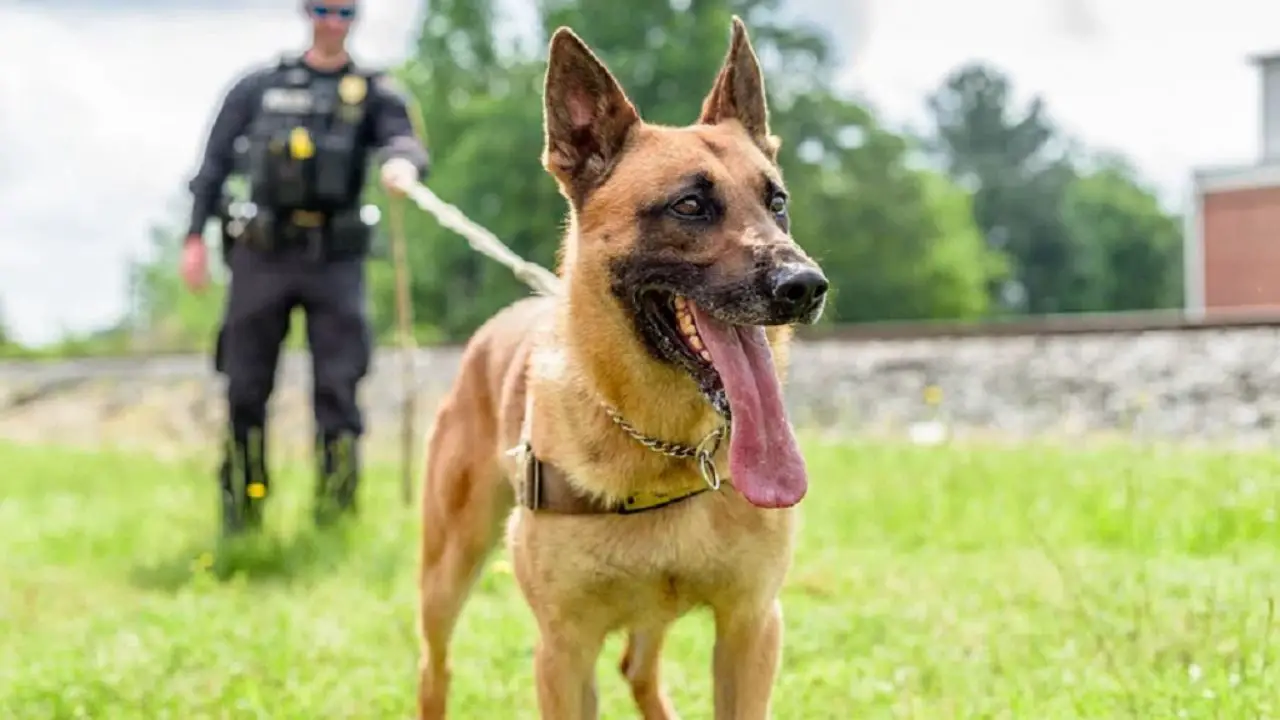 what dogs are used as police dogs