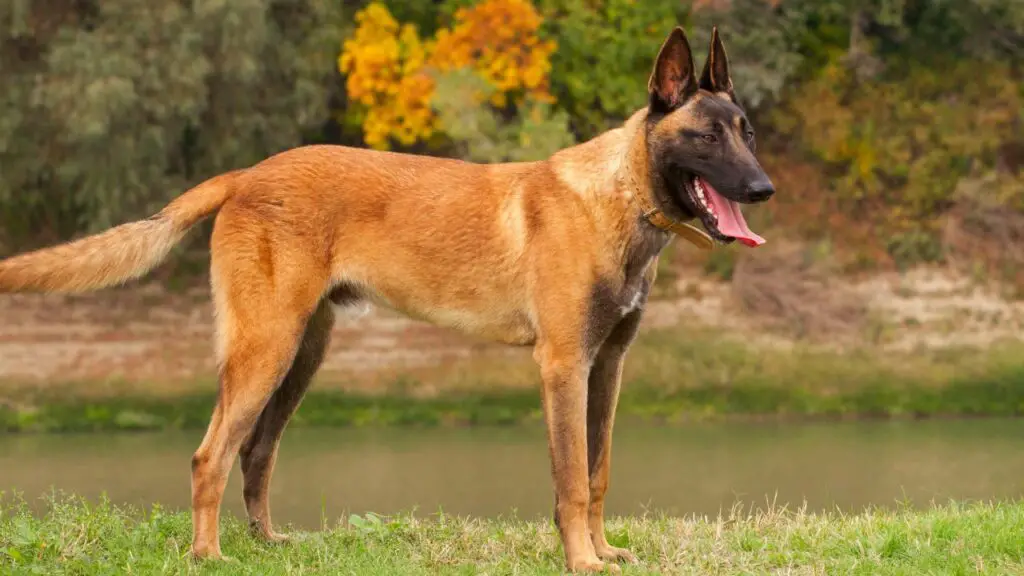 20 dog breeds that will guard you with their life
