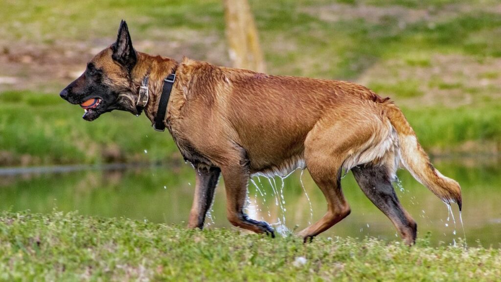 Guard Dogs With the Best Sense of Danger 