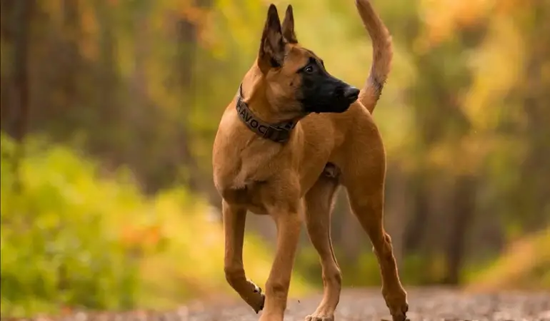 belgian malinois police dog breeds