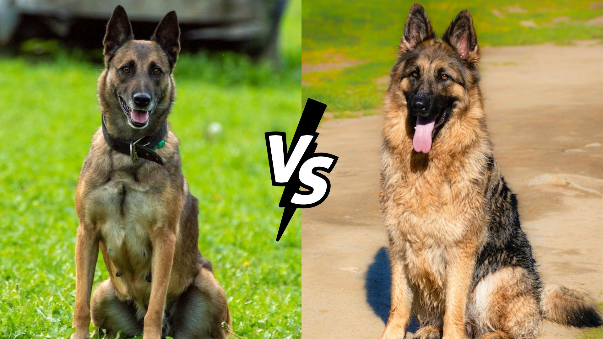 Belgian Malinois vs German Shepherd