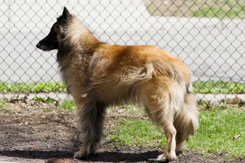 belgian malamute