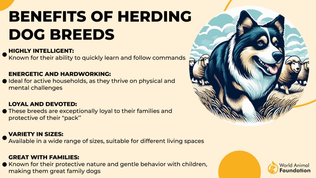 Benefits of Herding Dog Breeds