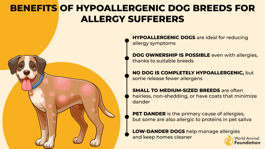 Benefits of Hypoallergenic Dog Breeds