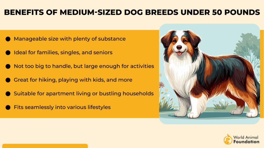 Benefits of Medium-Sized Dog Breeds Under 50 Pounds