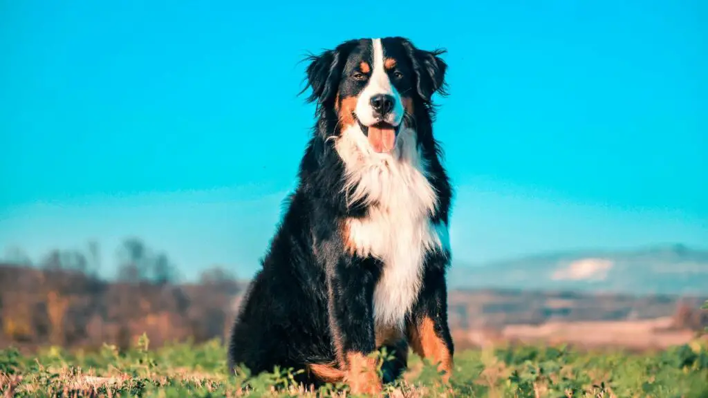 dogs that are good with babies
