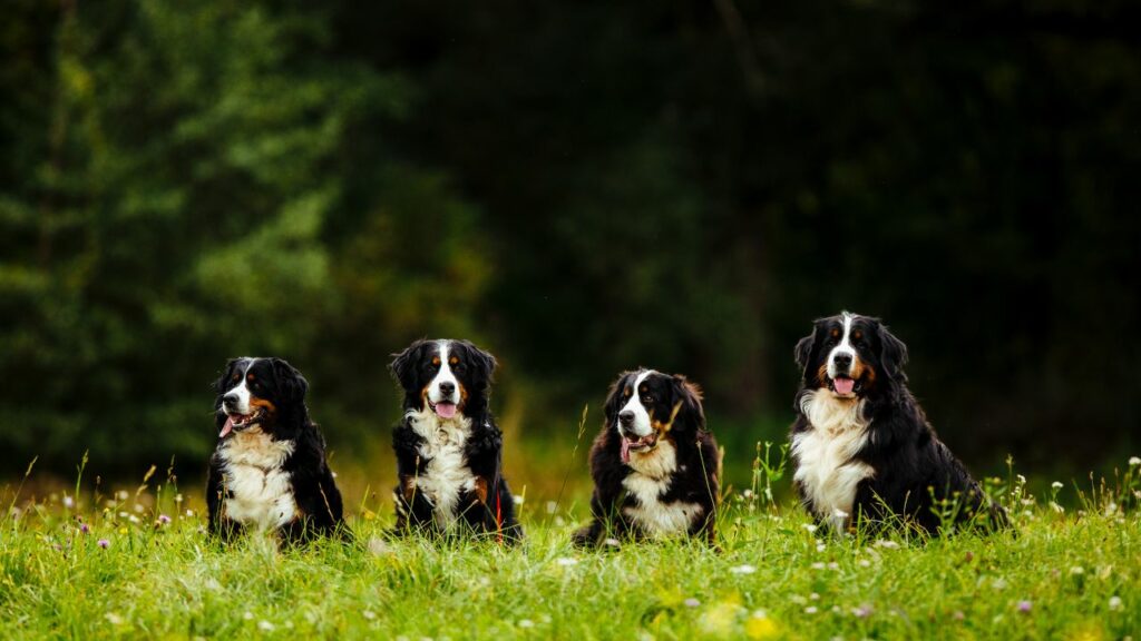 bernese mountain dog hiking