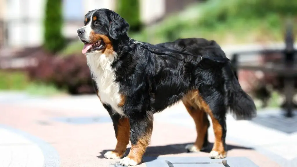 are Bernese Mountain Dog good Guard Dog for Veterans